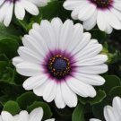 Flower Seeds  White Cape Daisy Osteospermum eklonis,25 seeds    #IEB11