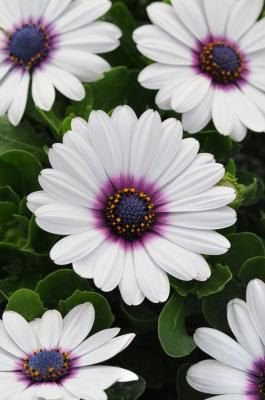Flower Seeds  White Cape Daisy Osteospermum eklonis,25 seeds    #IEB11