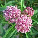 30  Seeds Pink Asclepias Syriaca Native Perennial, easy to grow      #IEB11