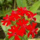 500 Flower Seeds  Red Maltese Cross Swallowtail butterflies, easy to grow      #IEB11