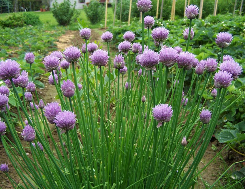 250 Green Onion Chives Seeds Culinary Herb Allium schoenoprasum Heirloom, easy to grow     #IEB11