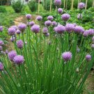 250 Green Onion Chives Seeds Culinary Herb Allium schoenoprasum Heirloom, easy to grow     #IEB11
