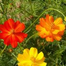 200 flower seeds Cosmos  Sulphur Klondike Bright Lights, easy to grow     #IEB11