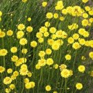 Yellow Star Strawflower Seeds Helichrysum subulifolium,250 seeds    #IEB11