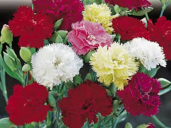 100 Clove Carnation Seeds Chabaud Mix  color,easy to grow   #IEB11