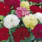 100 Clove Carnation Seeds Chabaud Mix  color,easy to grow   #IEB11