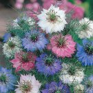 flower seeds Love In a Mist  Mix Miss Jekyll Nigella 500 Seeds, easy to grow  #IEB11
