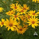 100  flower seeds Ox-Eye Sunflower Heliopsis Helianthoides, easy to grow     #IEB11