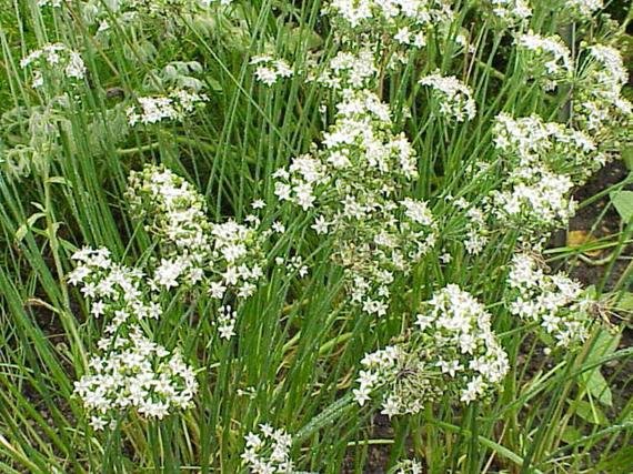 Garlic Chives   Culinary Garden Herb,250 seeds     #IEB11