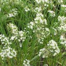 Garlic Chives   Culinary Garden Herb,250 seeds     #IEB11