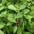 250 Seeds Thai Basil  Culinary Garden Herb , easy to grow   #IEB11