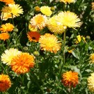 50 seeds Marigold Flower Seeds  Pacific Beauty Mix     #IEB11