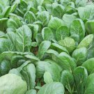 2000 Komatsuna Seeds Spinach Greens Japanese Mustard   #IEB11