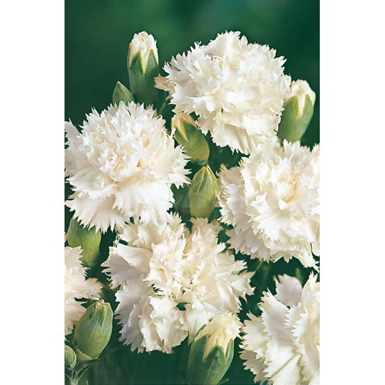 50 fresh flower seeds Carnation White color #IEB13