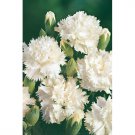 50 fresh flower seeds Carnation White color #IEB13