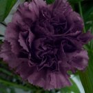 flower seeds Carnation Black color, 50 Seeds #IEB13