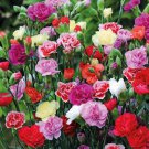 50 seeds Carnation Chabaud mix color, easy to grow  #IEB13