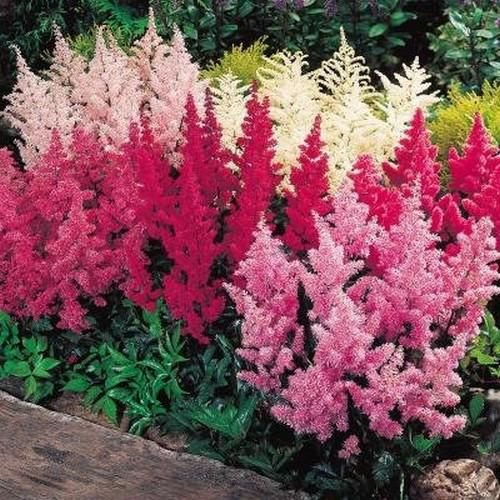 50 Seeds Astilbe Bunter Mixed colors, easy to grow  #IEB13