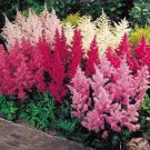 50 Seeds Astilbe Bunter Mixed colors, easy to grow  #IEB13