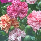 50 Seeds Carnation  Picotee Mix colors, great for your garden  #IEB13