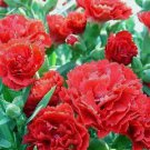 50 flower   Seeds Carnation Scarlet , great for your garden #IEB13