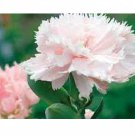 50 flower seeds Carnation  LaFrance, easy to grow      #IEB13
