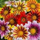50 flower Seeds Gazania  Mix colors #IEB13