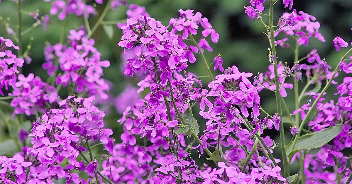 fresh flower seeds Dames Rocket Mix colors,500 Seeds #IEB13