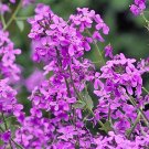 fresh flower seeds Dames Rocket Mix colors,500 Seeds #IEB13