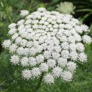 50 flower seeds  Queen Anne's Lace , great for your garden #IEB13