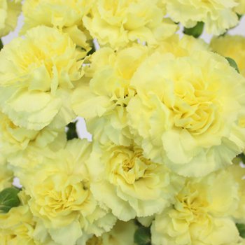 fresh flower seds Carnation Yellow, 50 Seeds #IEB13