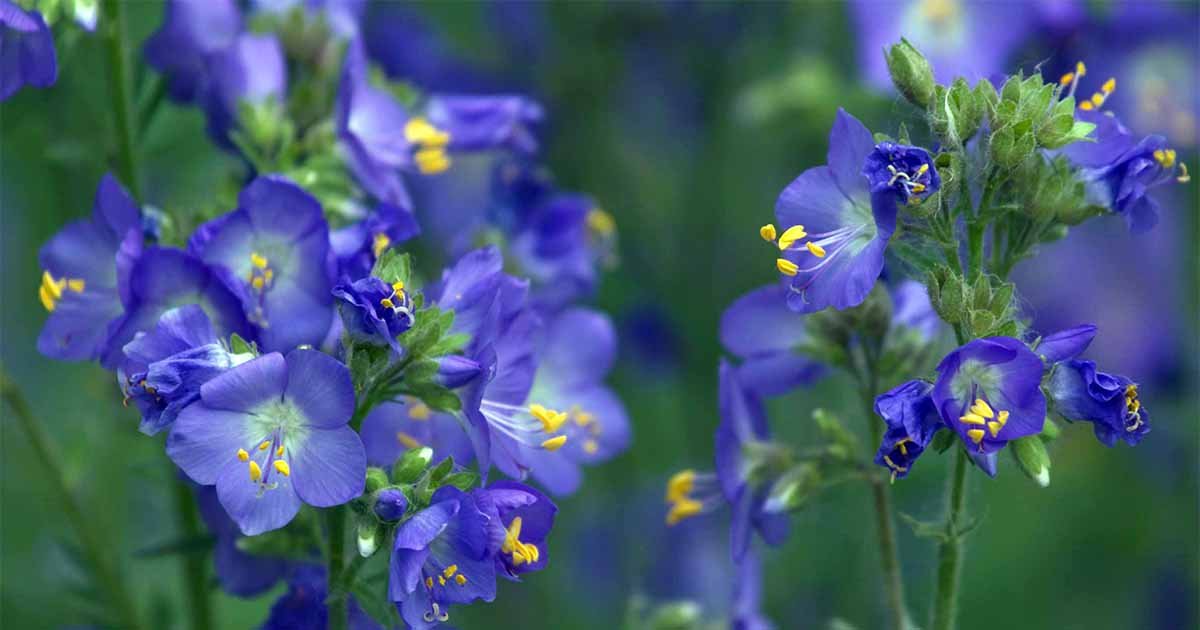 flower seeds Jacob's Ladder Blue color,50 Seeds #IEB13