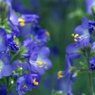 flower seeds Jacob's Ladder Blue color,50 Seeds #IEB13