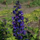 50 flower seeds  Delphinium  Black Knight, easy to grow #IEB13