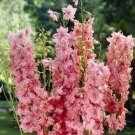 50 seeds Delphinium  Pink Queen, easy to grow  #IEB13