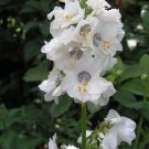 50 flower seeds Jacob's Ladder White color, easy to grow   #IEB13