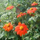 50 flower seeds Sunflower  Mexican   Red colors #IEB13