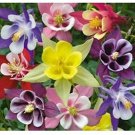mix color Columbine-  McKana's ,50 Seeds #IEB13