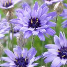 fresh flower seds Cupid's Dart  Blue colors,25 Seeds #IEB13