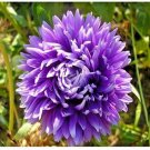 50 Seeds  Aster  Gremlin  Lavender , easy to grow   #IEB13