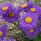 50 Seeds Aster  Alpinus  Blue colors, easy to grow  #IEB13