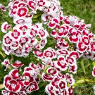 200 Seeds  Dianthus Holborn flower   #IEB13