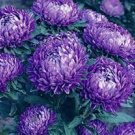50  seeds Aster  Milady  Blue color  , easy to grow  #IEB13