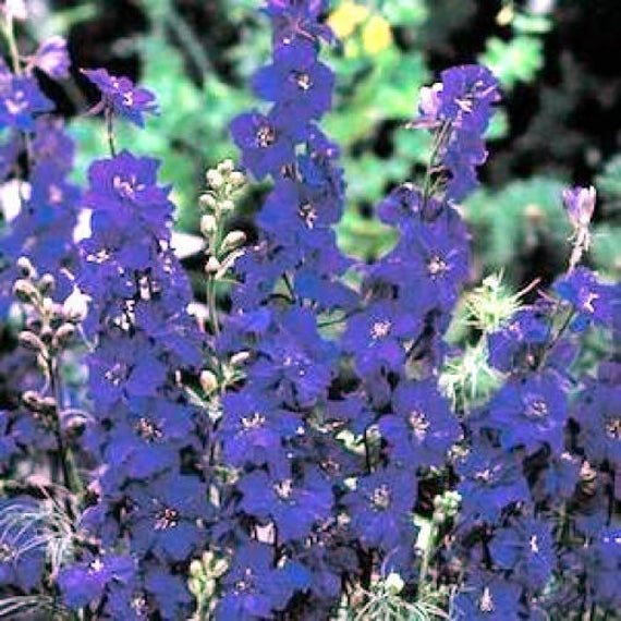 flower seeds variated delphinium Blue color Spire,  50 Seeds   #IEB13