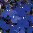 100   flower seeds  Lobelia Marine Blue color,  great for your garden   #IEB13