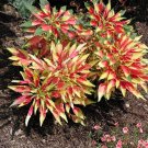 100 seeds variated Amaranthus  Tri color Perfecta    #IEB13