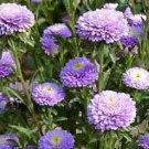 50 flower seeds  Aster  Pompon  Light Blue color, eaasy to grow  #IEB13