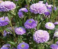 50 flower seeds  Aster  Pompon  Light Blue color, eaasy to grow  #IEB13