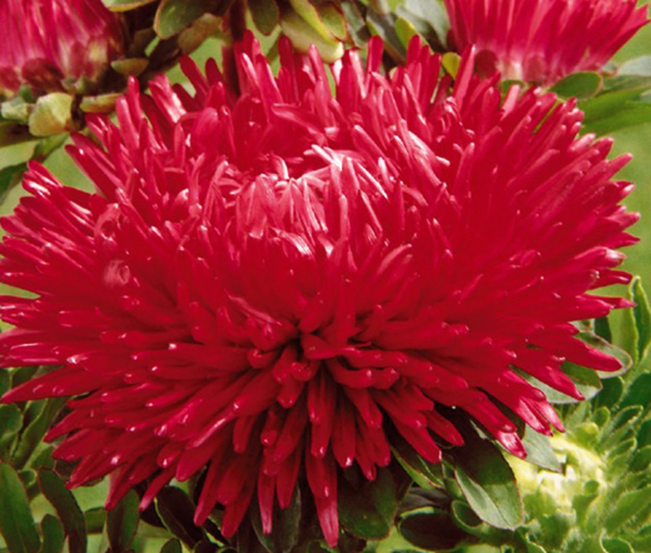 50 flower seeds variated  Aster Gremlin  Red color, easy to grow   #IEB13