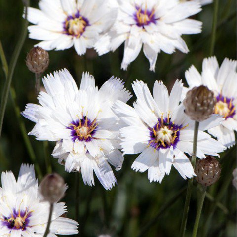 25 seeds  Cupid's Dart  White color, great for your garden    #IEB13